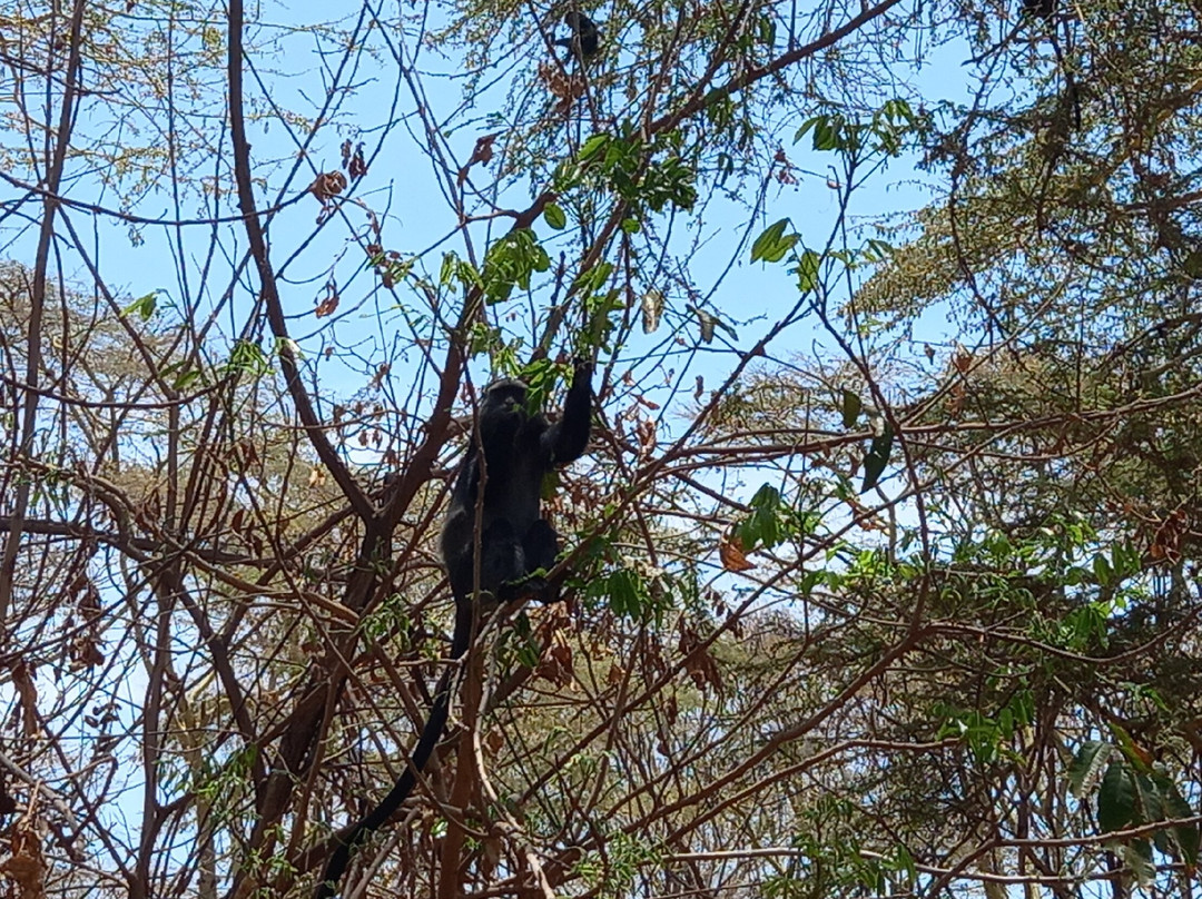 Lake Manyara-Lake Manyara National Park必去景点