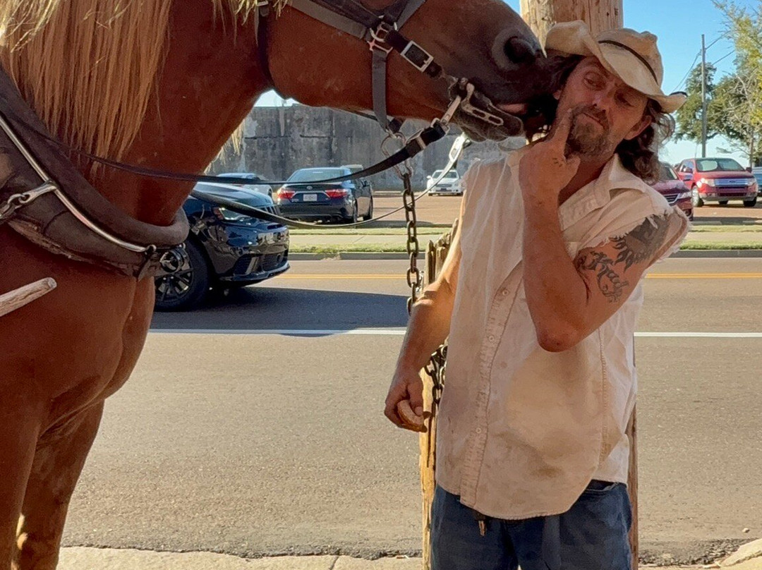 Southern Carriage Tours-纳奇兹必去景点