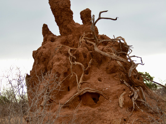 Safari Kenya Con Shakur-瓦塔木必去景点