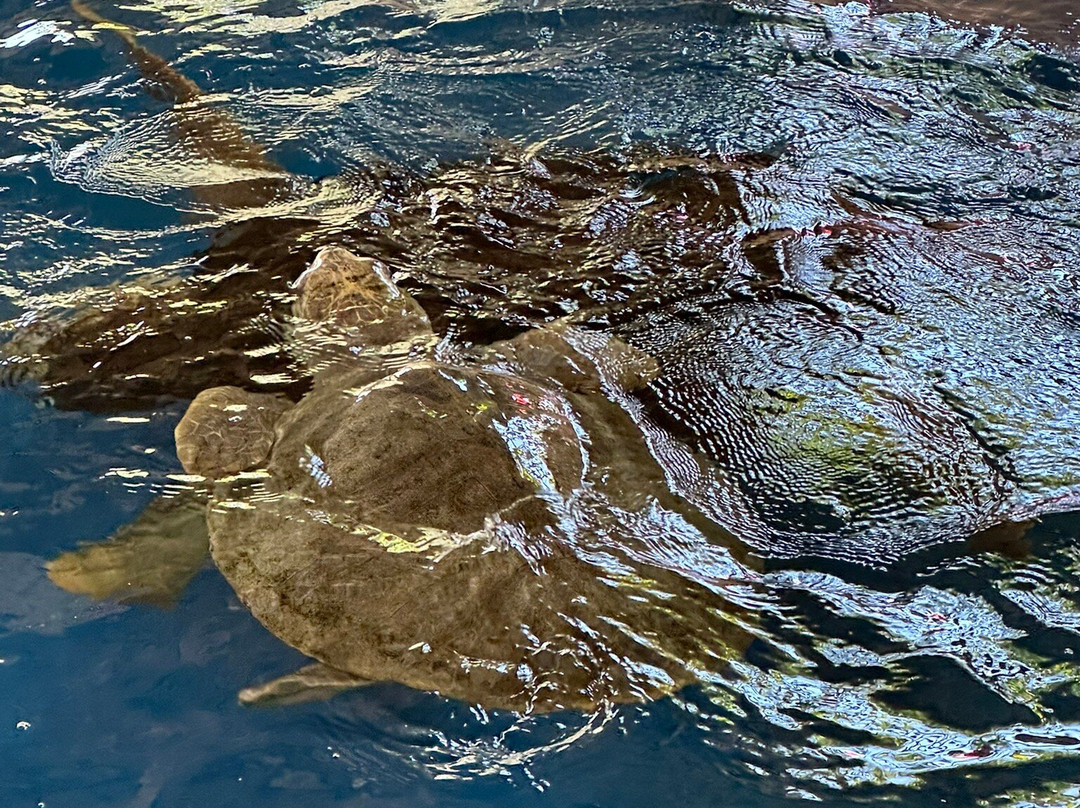 Oceanário de Aracaju-阿拉卡茹必去景点