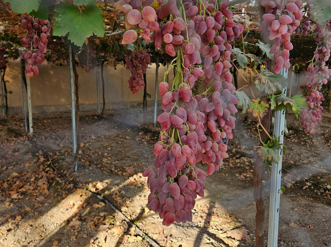 Uzumfermer  Winery-Qibray必去景点