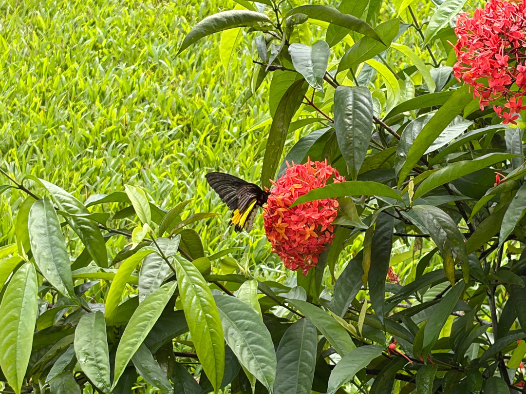 Tambadi Surla Mahadev Temple-Sanguem必去景点
