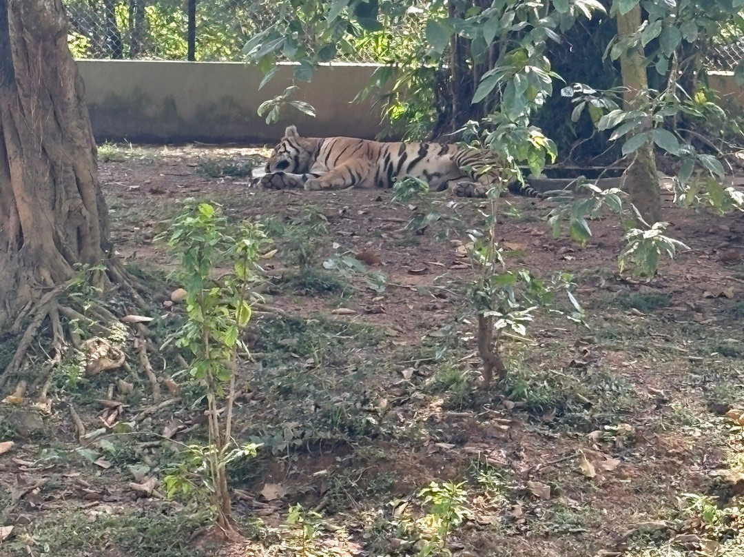 Nandankanan Zoological Park-布巴内斯瓦尔必去景点