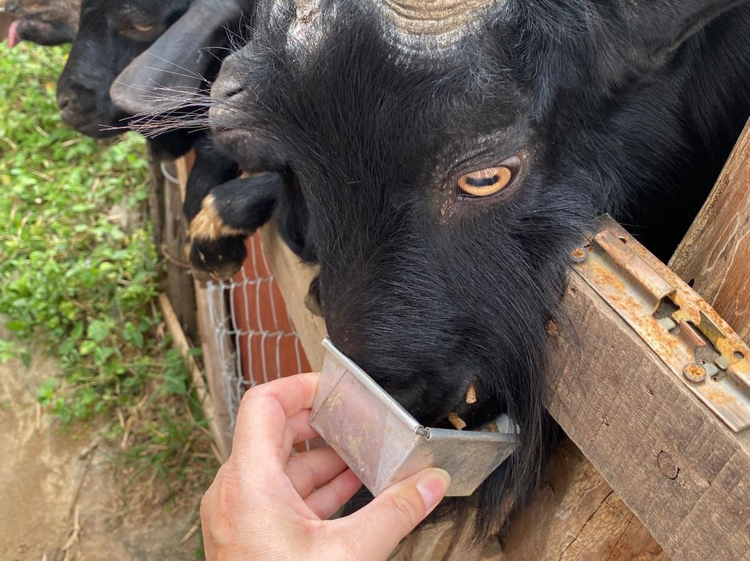 Laos Buffalo Dairy-琅勃拉邦必去景点