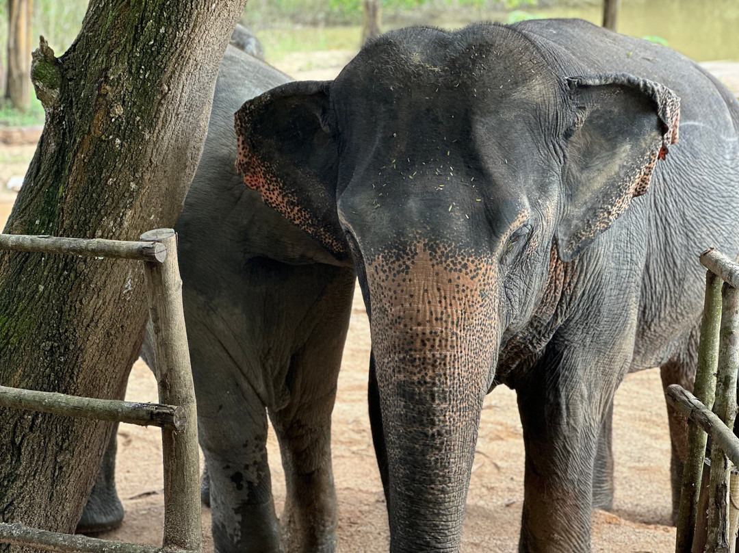 The Lake Phuket Elephant Home-Thep Krasatti必去景点