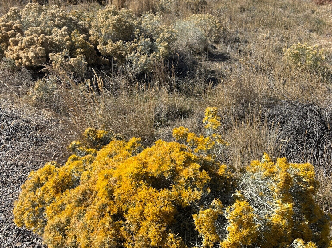 Niagara Springs Fish Hatchery-Wendell必去景点