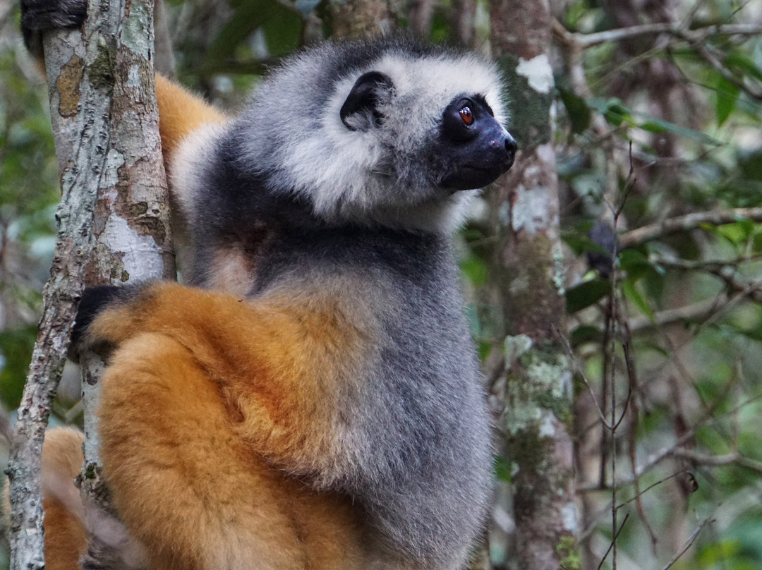 Zamilane-Toamasina (Tamatave)必去景点