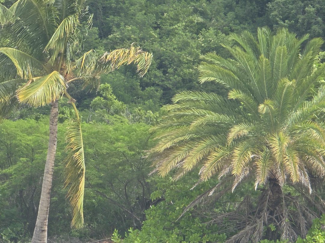 Catamaran Sailing Antigua-Jolly Harbour必去景点