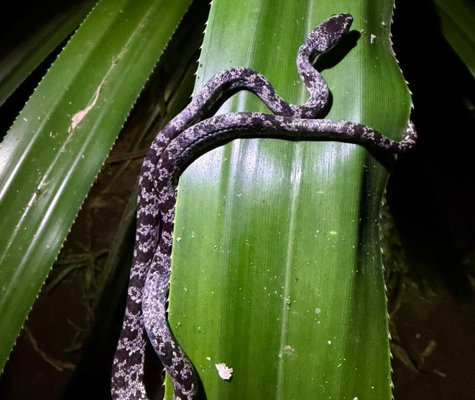 Harpy Eagle Tortuguero-托图杰多必去景点