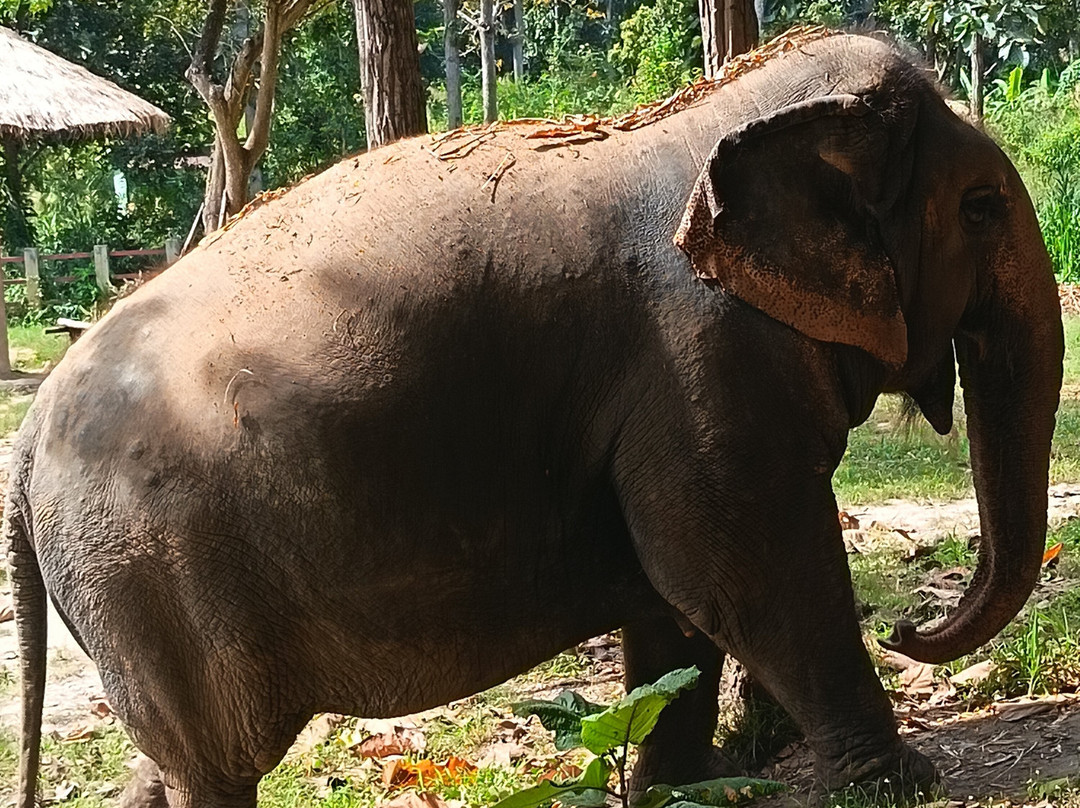 Maerim Elephant Sanctuary-夜林必去景点