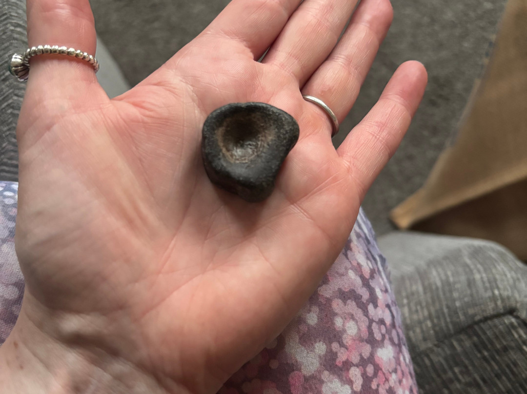 The Wobbly Fossiler-Charmouth必去景点