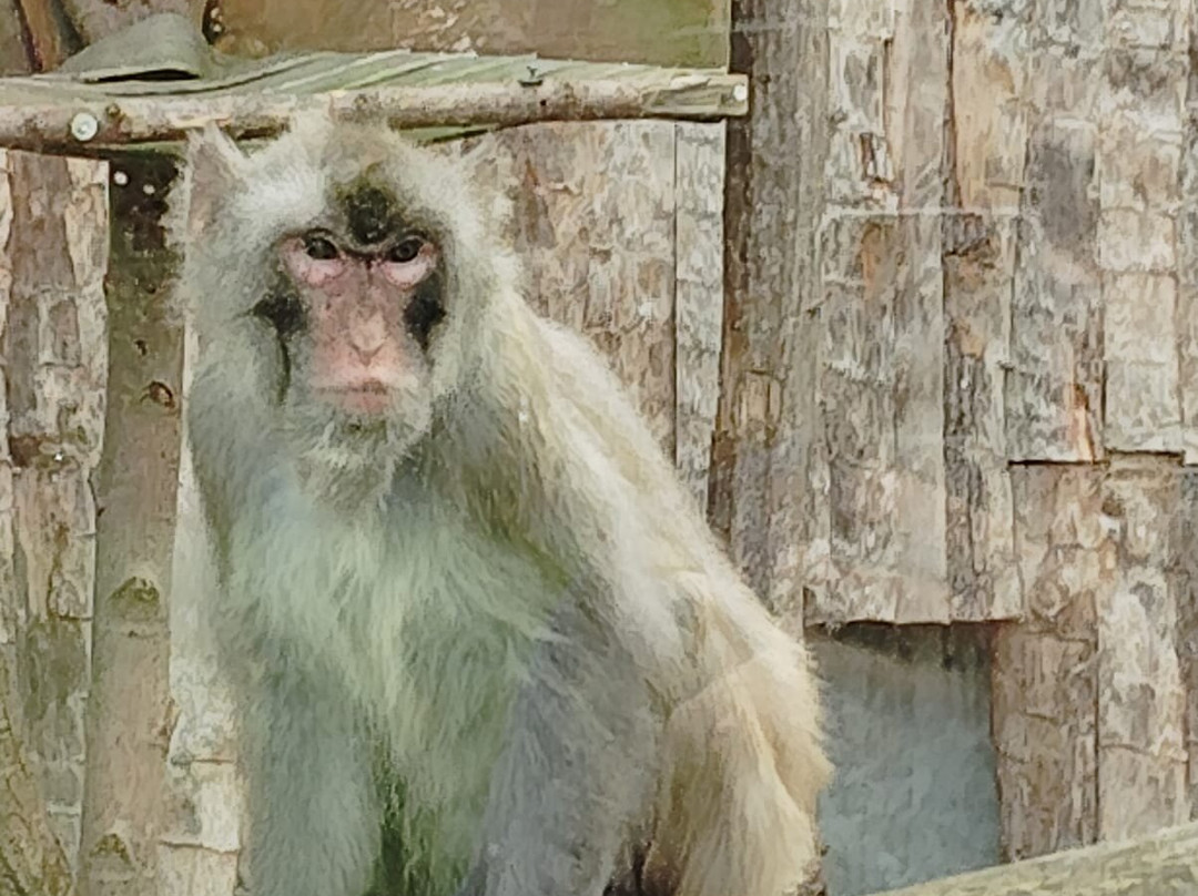 La Tanière - Zoo Refuge-Nogent-le-Phaye必去景点