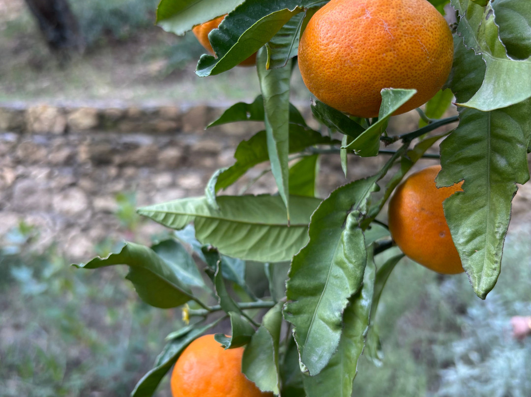 1774 Kazdagi Termal Butik Otel主图