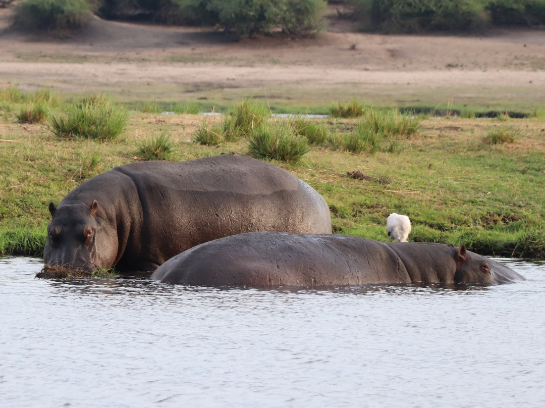 Chobe River Boat Cruises-卡萨尼必去景点