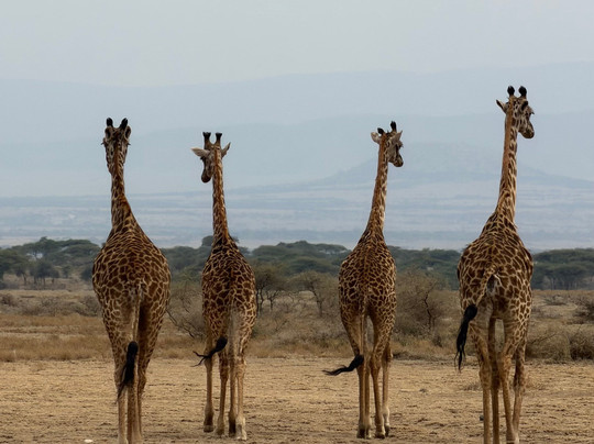 LE KOBE ADVENTURES & SAFARIS-桑给巴尔市必去景点