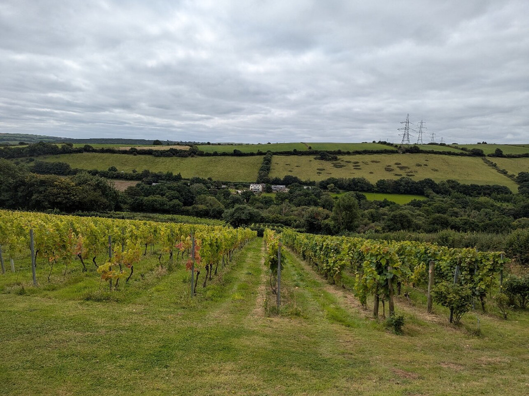 Camel Valley Vineyard-博德明必去景点