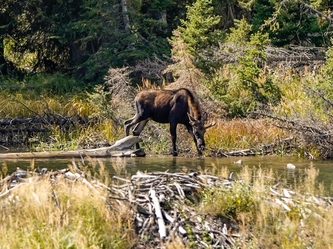 Moose Pond-提顿村必去景点