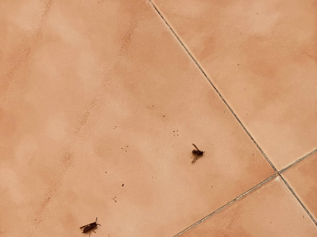 Lantana Garden主图