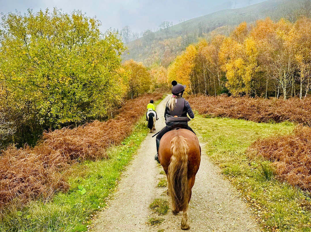 Boltby Pony Trekking-瑟斯克必去景点