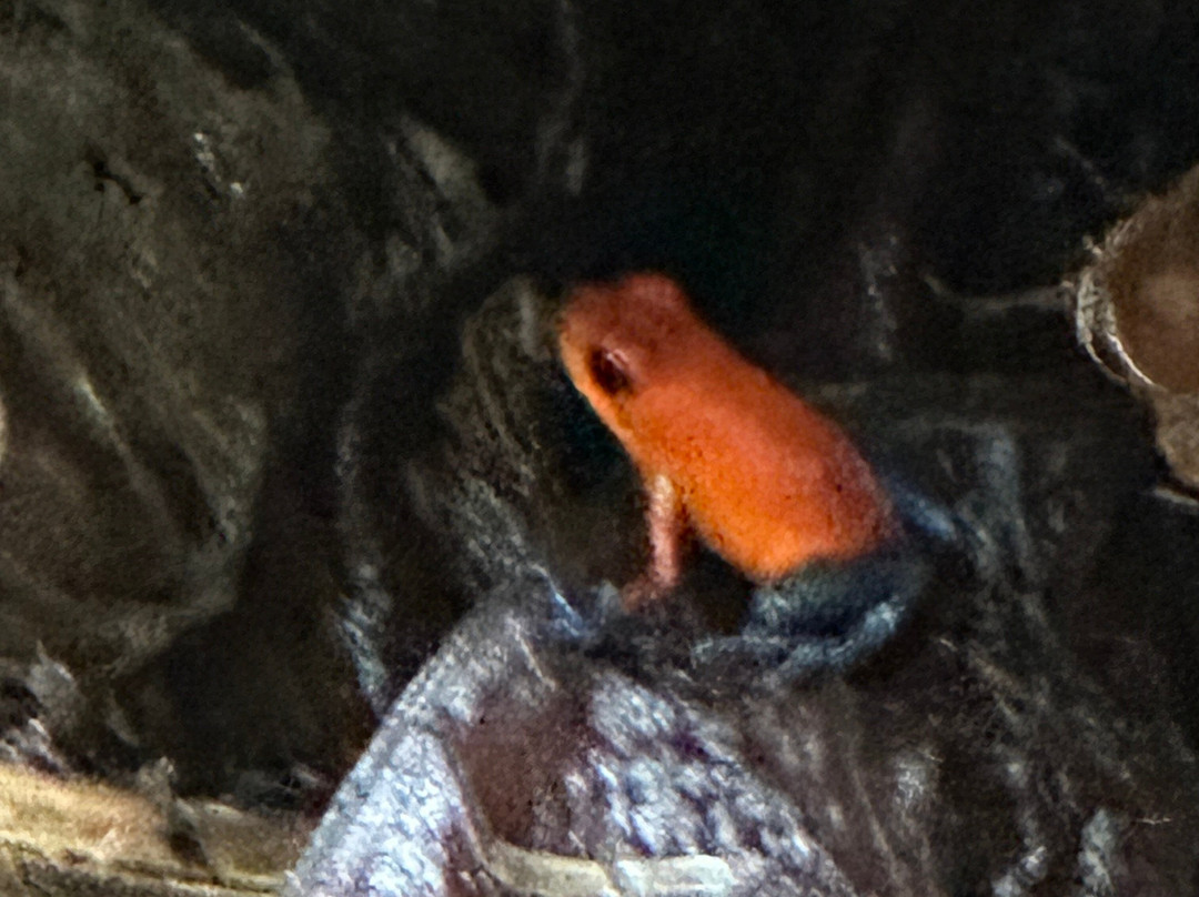 Chilamate Rainforest Eco Retreat主图