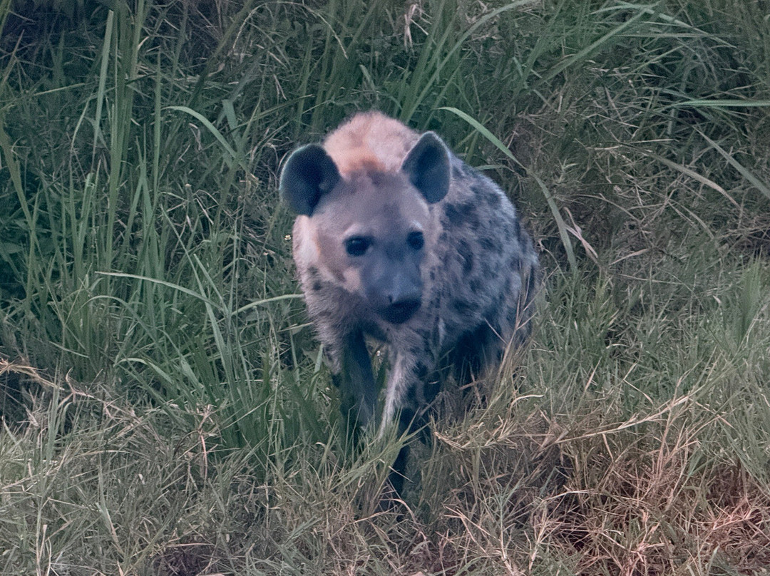 Kafu Safaris-坎帕拉必去景点
