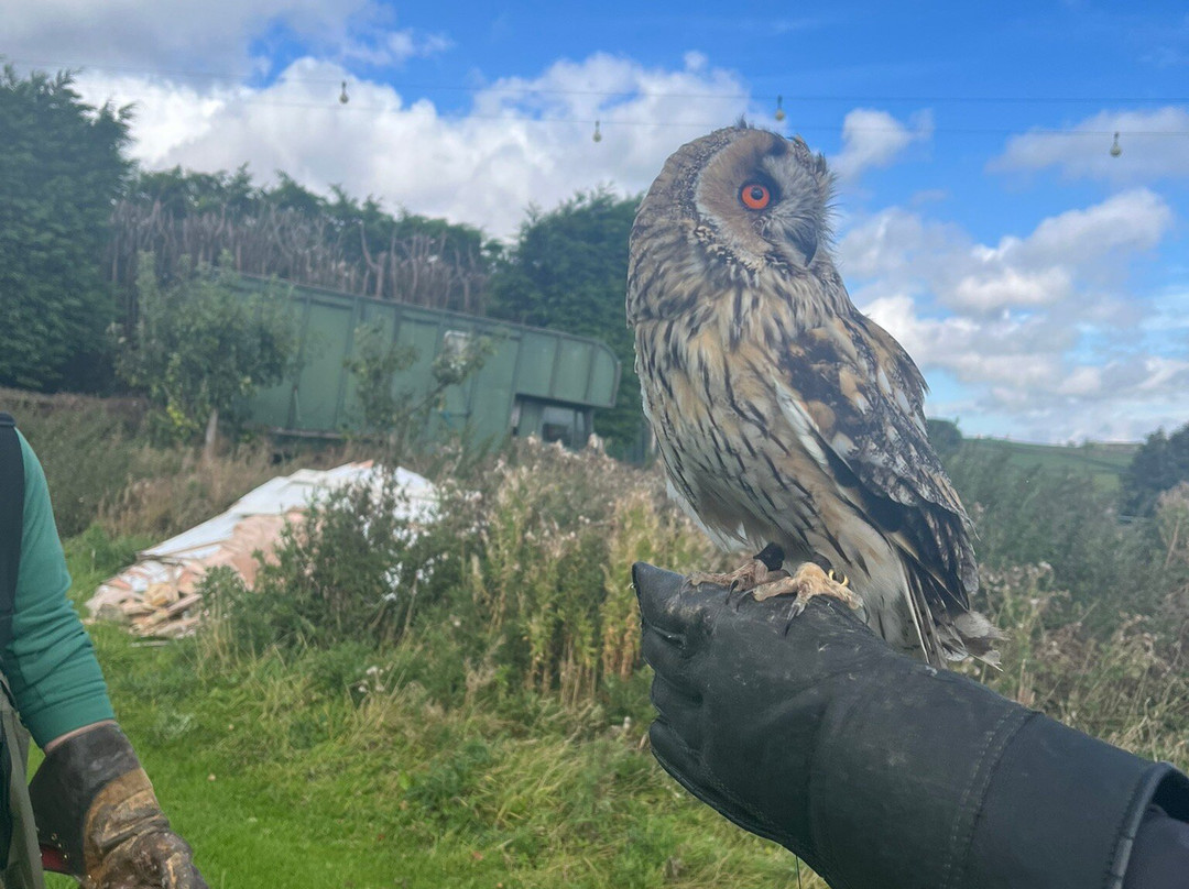 SMJ Falconry-Oxenhope必去景点