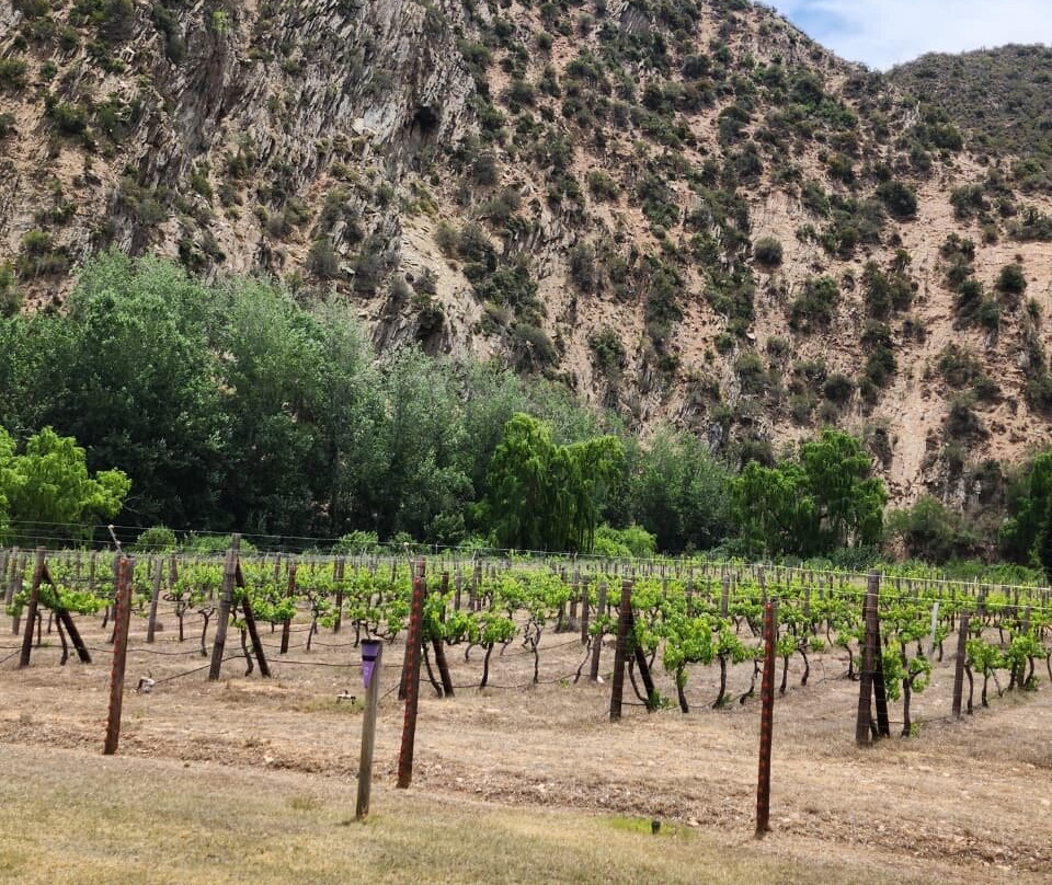 Peter Bayly Wines-Calitzdorp必去景点