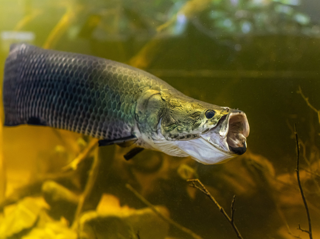 Neotropica, Postojna, Slovenia-波斯托伊纳必去景点