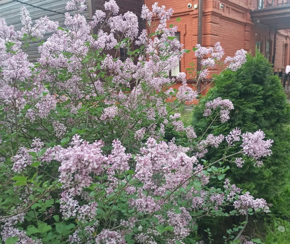 Borisov-Musatov's Memorial Estate-萨拉托夫必去景点