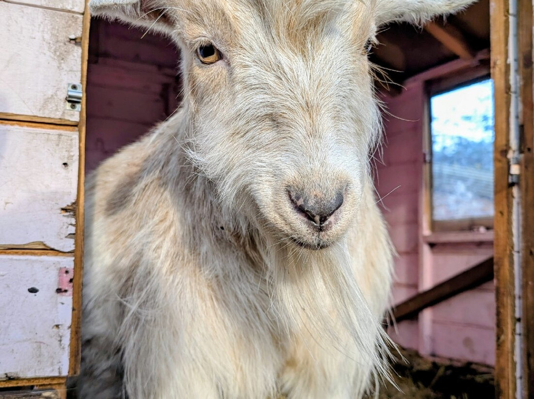 Pigs In The Wood-Huddersfield必去景点