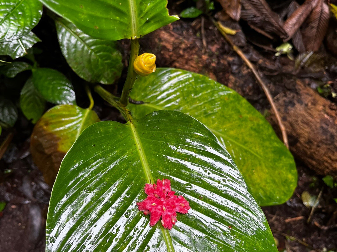 Reserva Bosque Nuboso Santa Elena-蒙特沃德必去景点