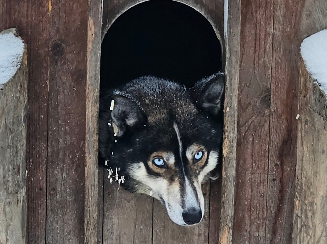Arctic Circle Husky Park-罗瓦涅米必去景点