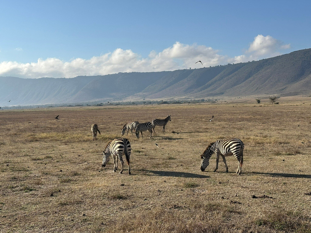 African Scenic Safaris-莫西必去景点