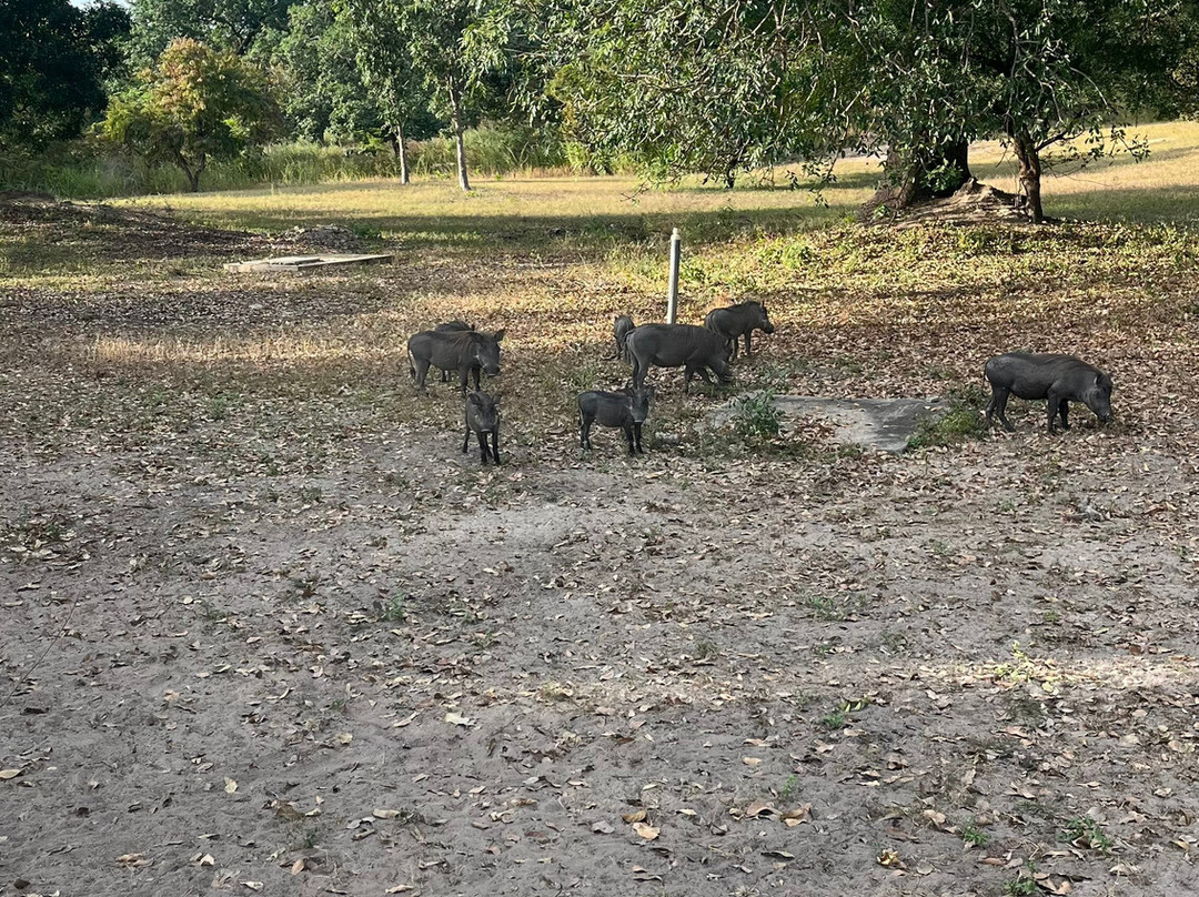 Fathala Wildlife Reserve-Dassilame Ba必去景点