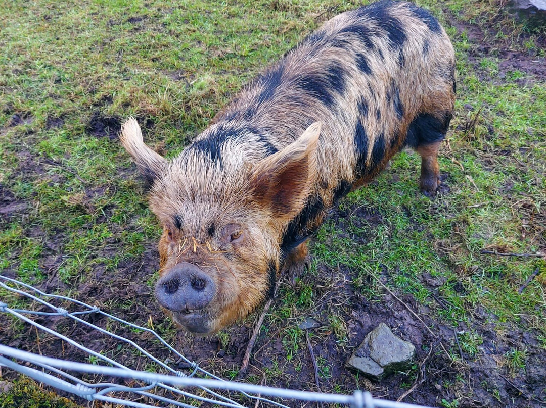 Geise Farm-Thurso必去景点