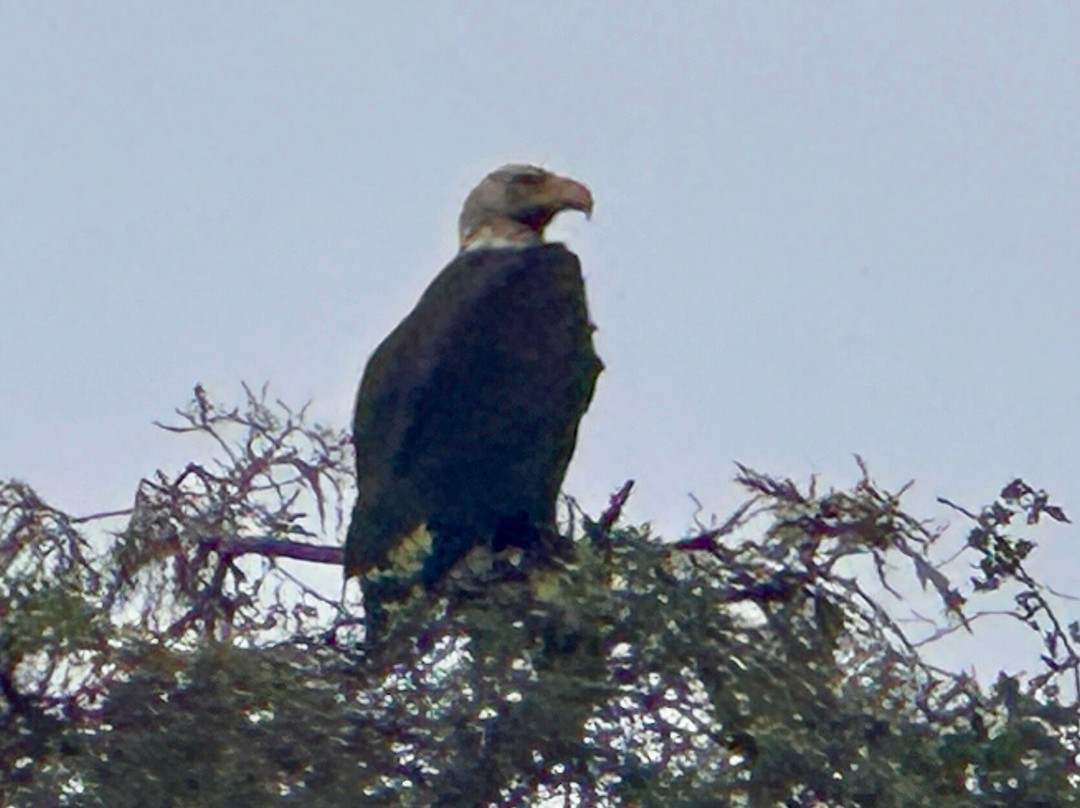 Alligator Cove Airboat Nature Tours-莱克威尔士必去景点