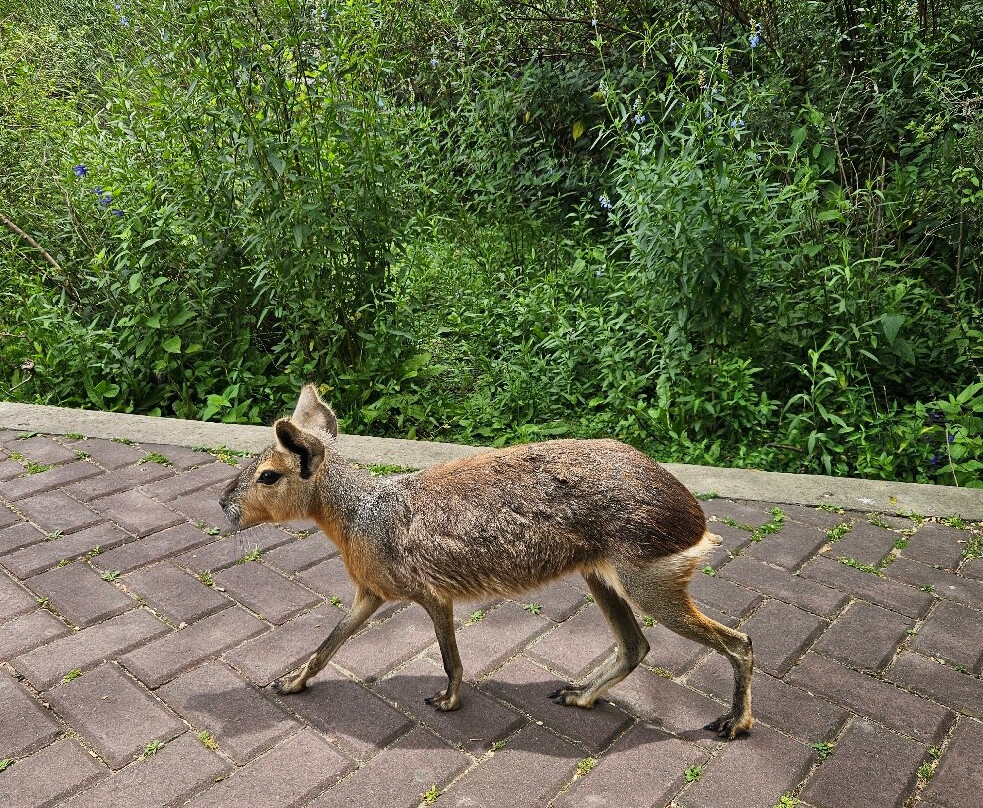 Eco Parque-布宜诺斯艾利斯必去景点