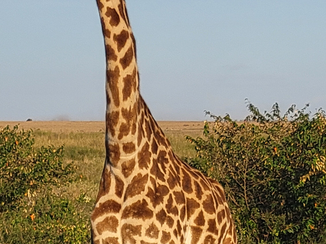 Shadows of Africa-阿鲁沙必去景点
