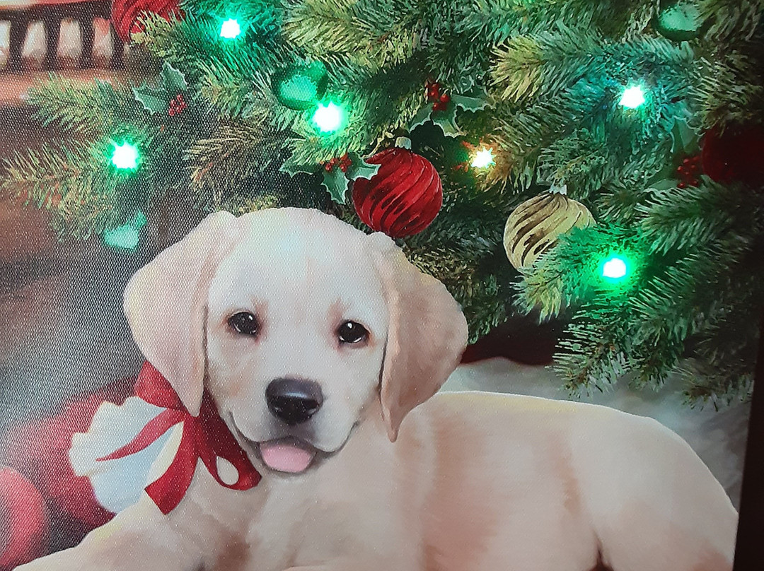 Chickadees-斯特布里奇必去景点