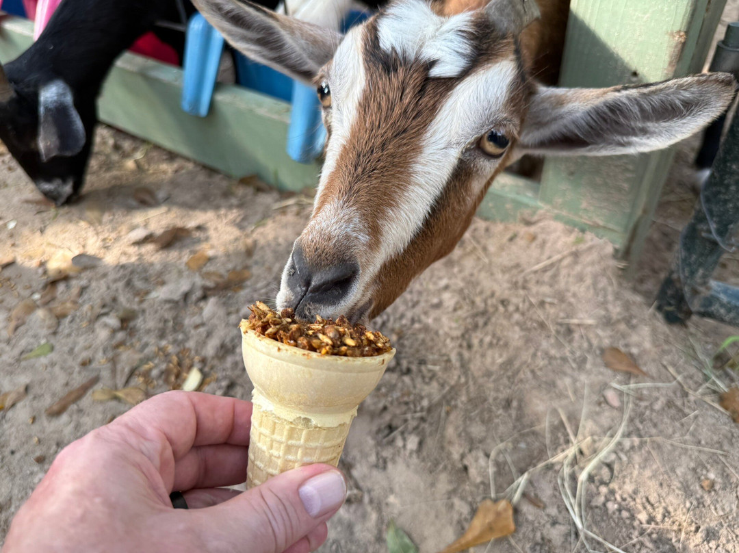 East Texas Elephant Experience-Cut and Shoot必去景点
