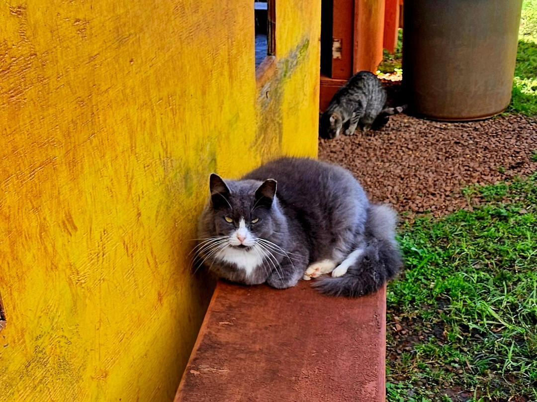 拉奈动物救援中心-拉奈市必去景点