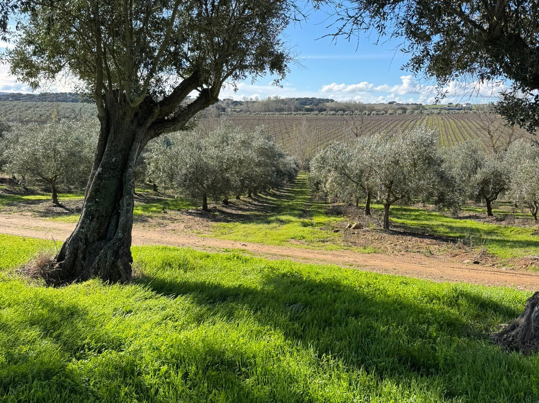 Mainova-Vimieiro必去景点