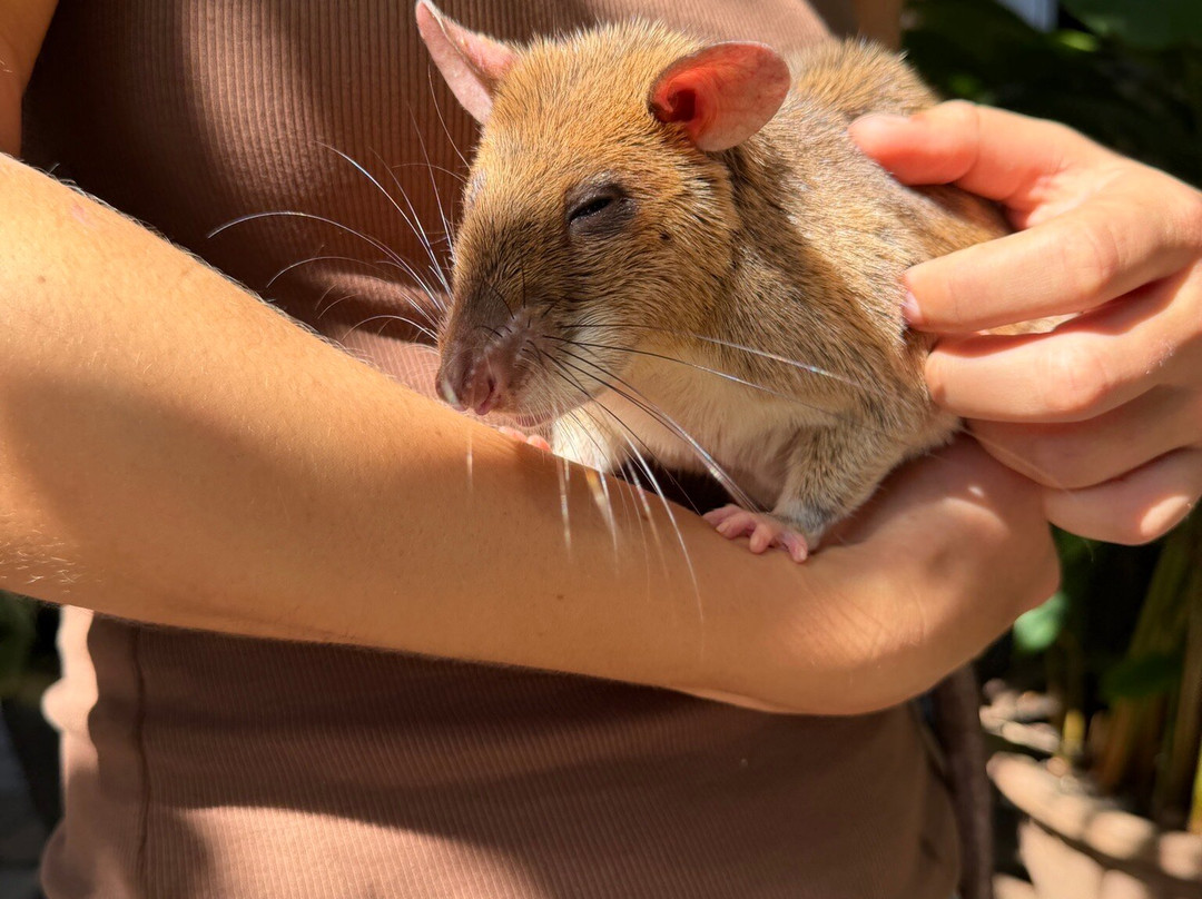 APOPO Visitor Center-暹粒必去景点