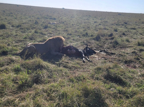 Syvet Safaris-内罗毕必去景点