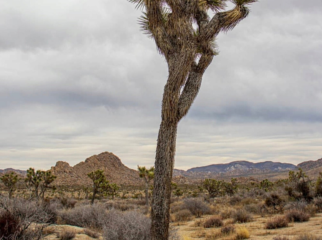 Joshua Tree National Park-约书亚树必去景点