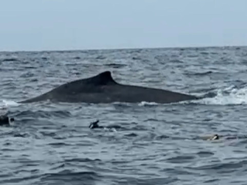 Tahi Tonga-努库阿洛法必去景点