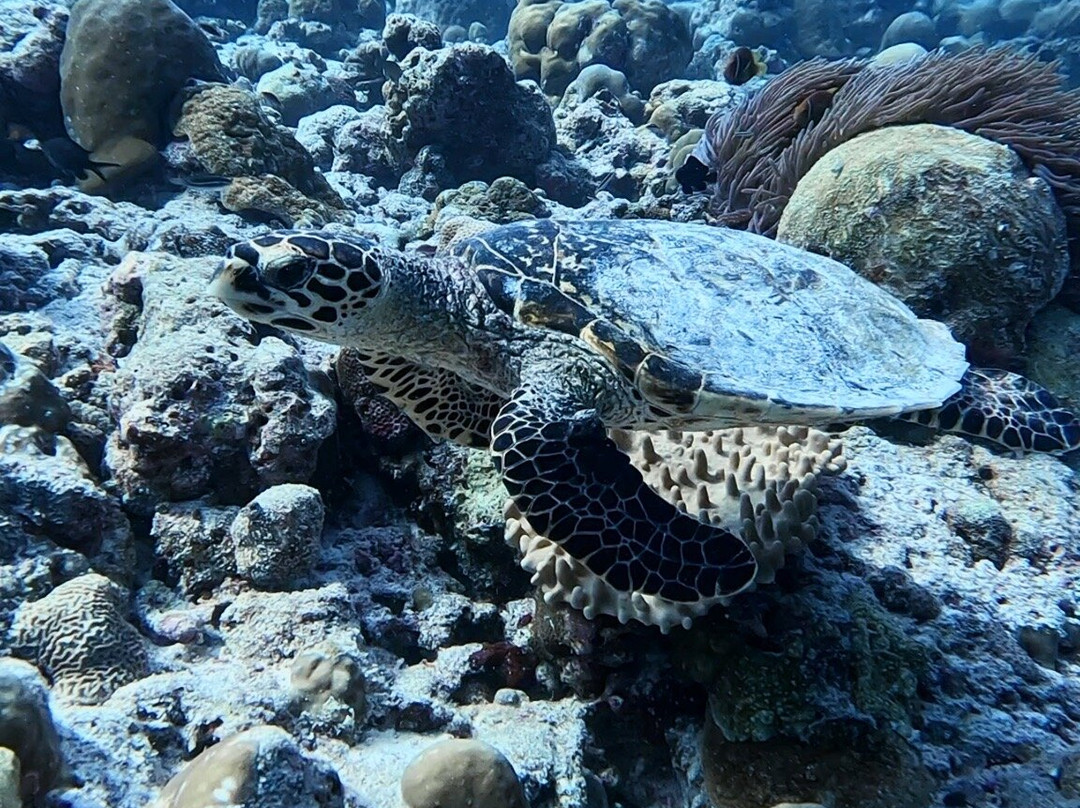 Euro-Divers Dhigali-Meedhoo必去景点