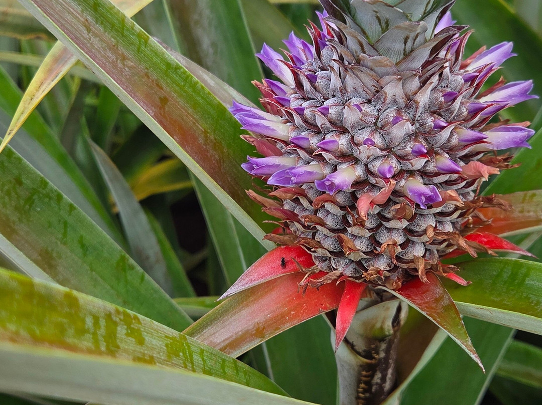 Sugarloaf Pineapple Farm-基拉韦厄必去景点