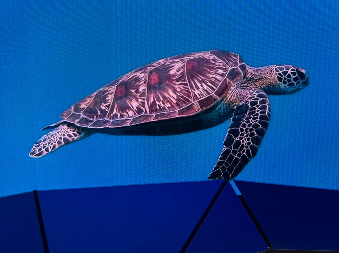 Mon Repos Turtle Encounter-邦德堡必去景点