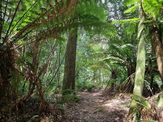 Arthur River Cruises-Arthur River必去景点